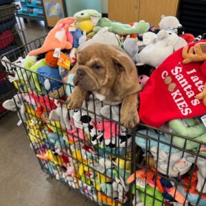 Awesome Buy Wholesale Dog Toys pallets - Pallet Liquidation Loads