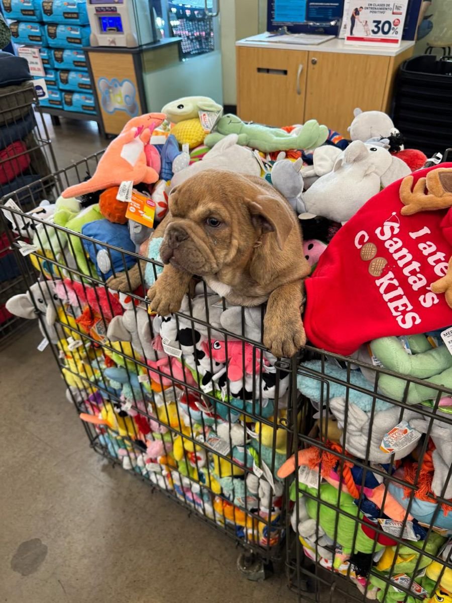 Awesome Buy Wholesale Dog Toys pallets - Pallet Liquidation Loads